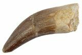 Fossil Plesiosaur (Zarafasaura) Tooth - Morocco #370497-1